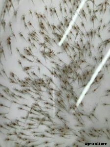 All about Vannamei Seed