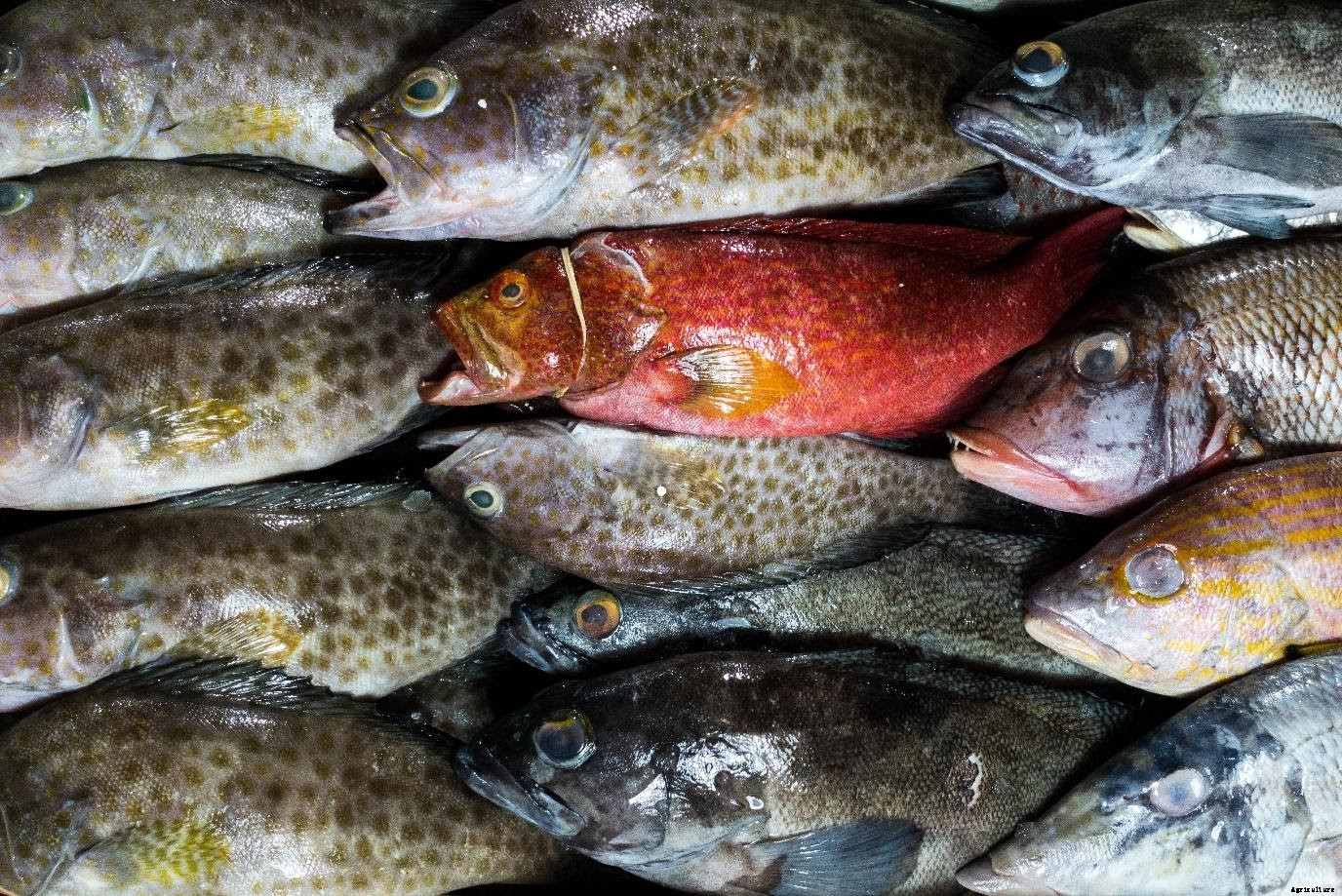 Double Your Fish Farm’s Income with Biofloc Fish-farming Technique (BFT)