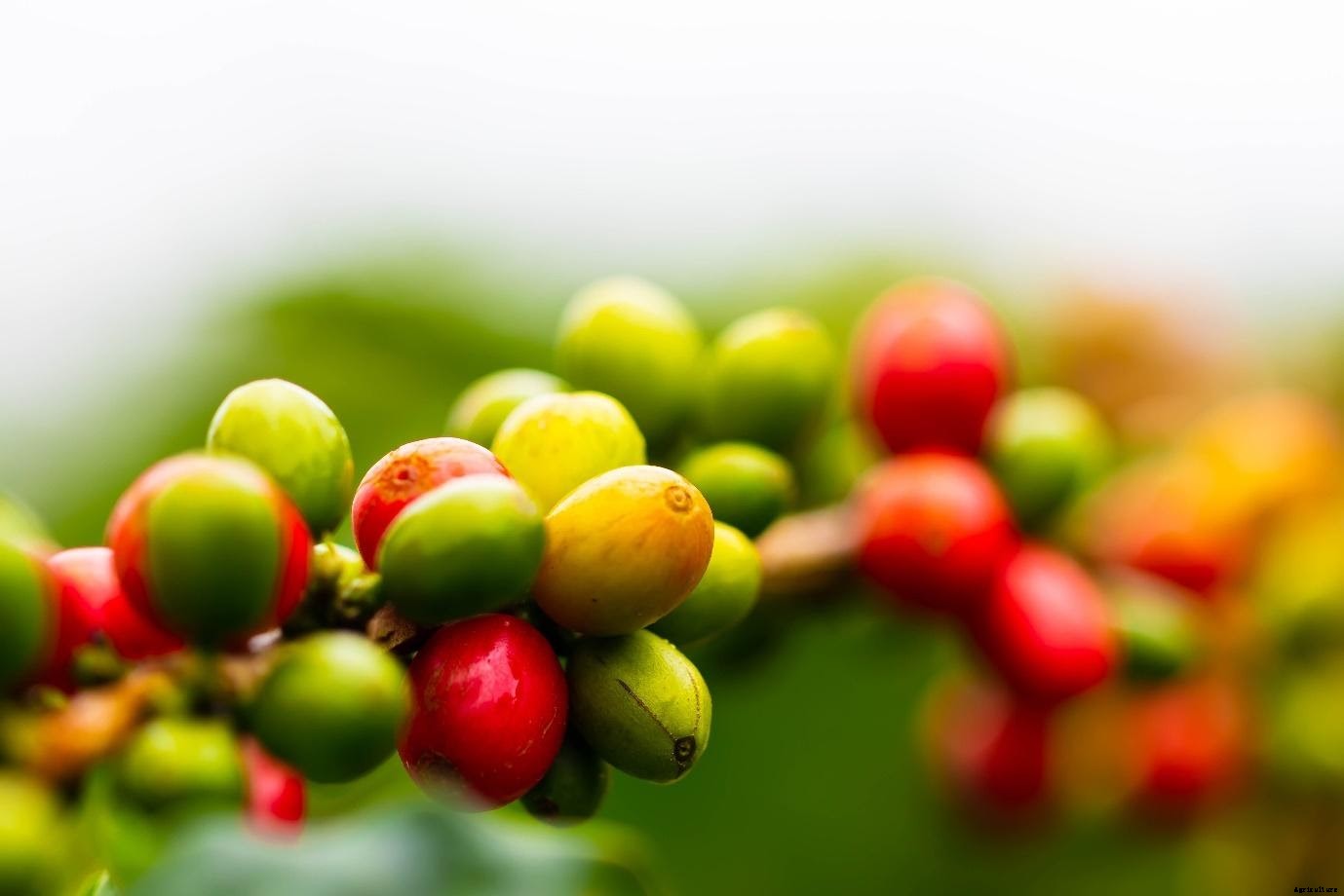 5 Cash Crops for Small Organic Farms in India to earn Big Profits