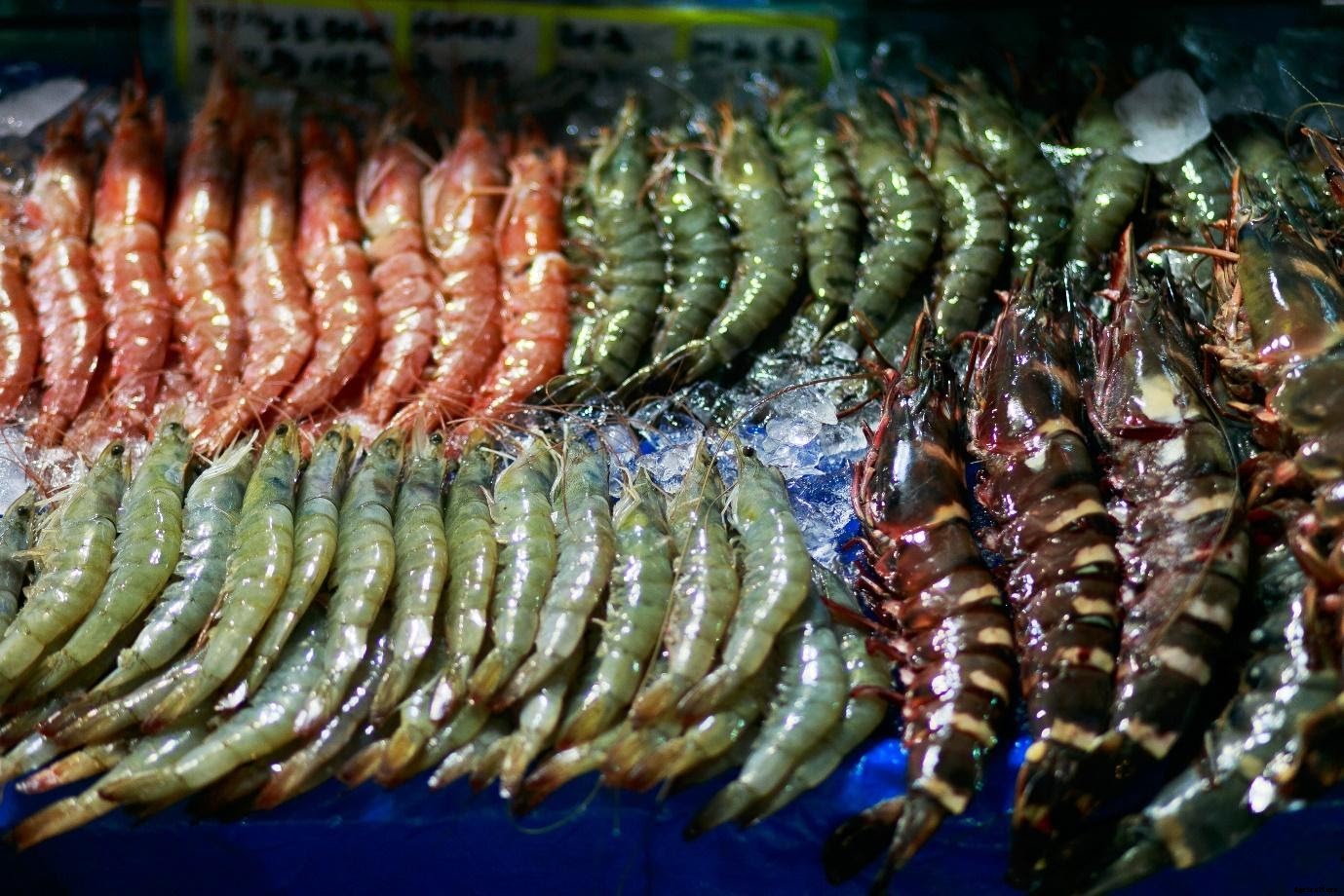 The Truth about Online Biofloc Fish Farming Training in India