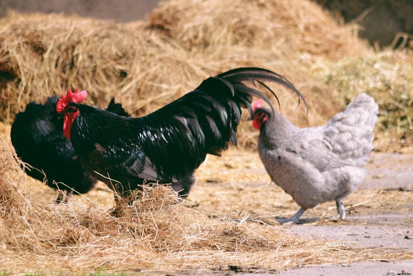 Poultry Farming in India – Top Chicken Breeds for Eggs and Meat