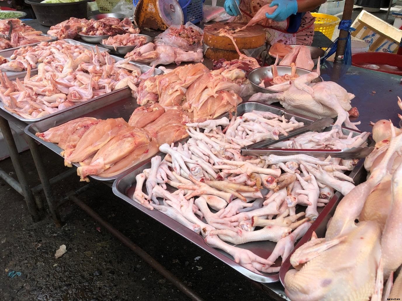 Poultry Farming in India – Top Chicken Breeds for Eggs and Meat