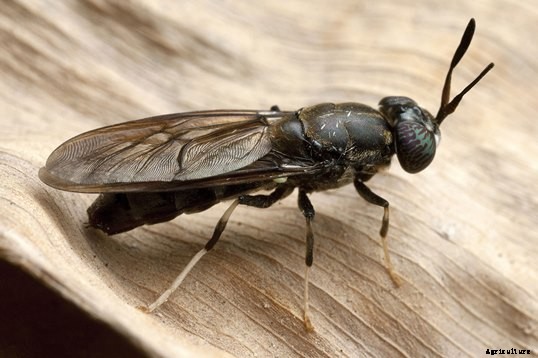 Guide to Black Soldier Fly Farming for Profitable Agriculture Management