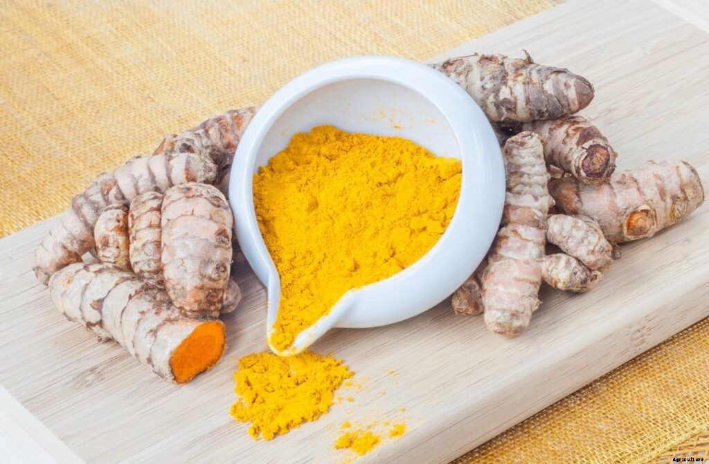 Hydroponic Farming – How to grow Turmeric in India?