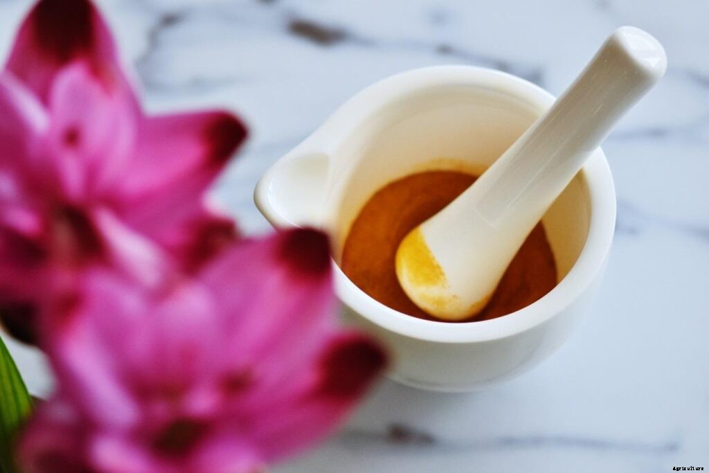 Hydroponic Farming – How to grow Turmeric in India?