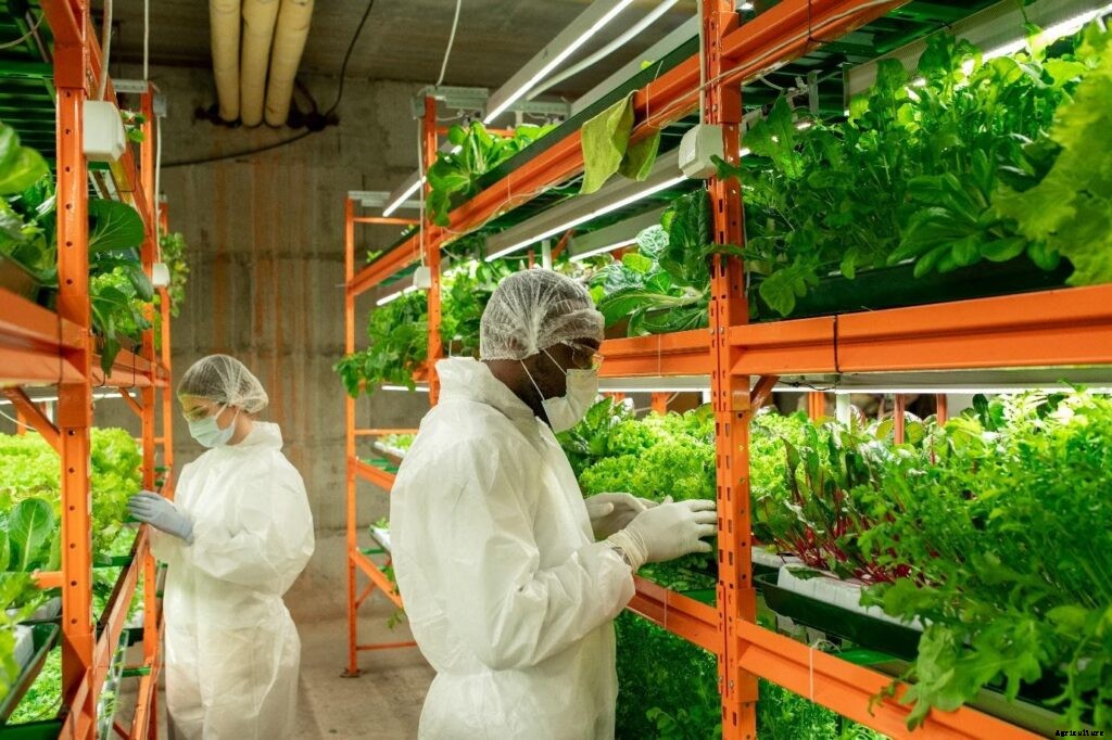 Hydroponic Farming – How to grow Turmeric in India?