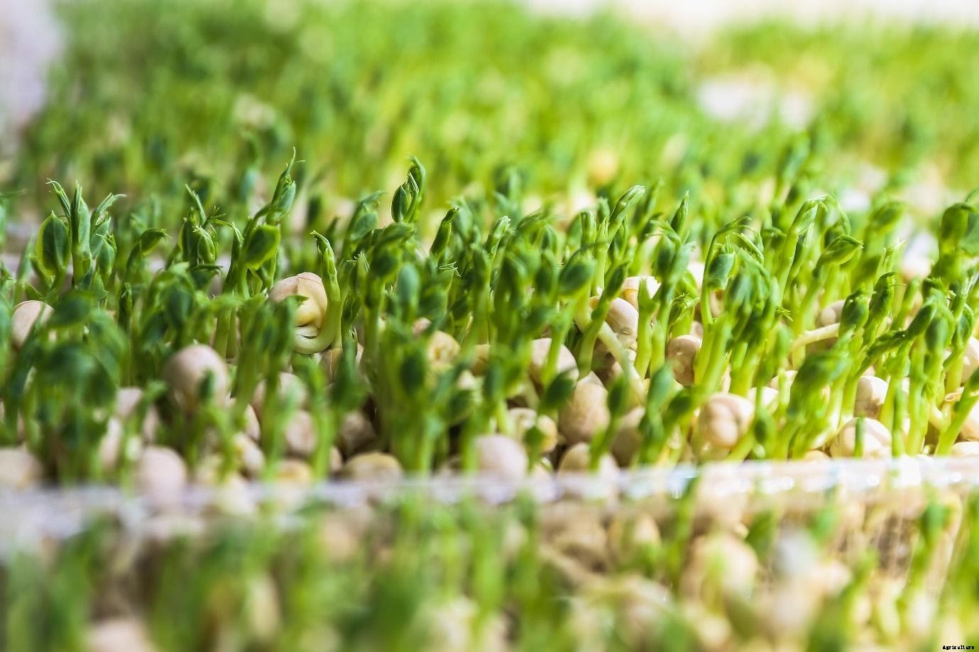 Best Guide to Growing Plants Hydroponically