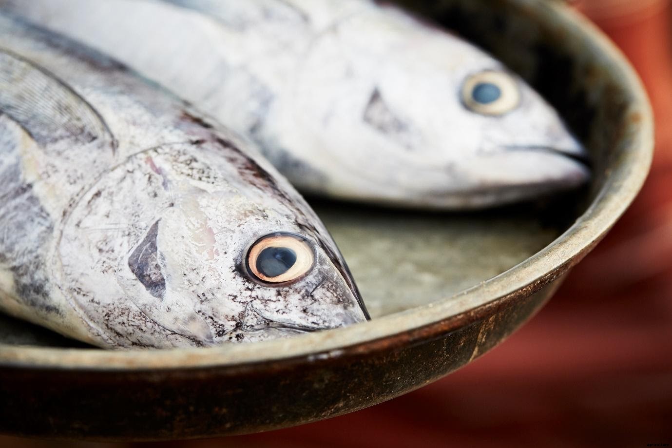 Starting a Fish Farm in India – Easy 5-Step Guide