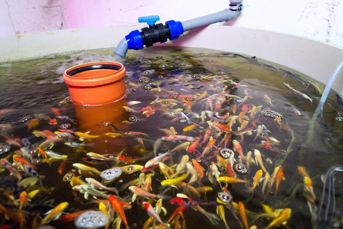 3 Tips to make your Aquaculture Business Sustainable and Future-proof