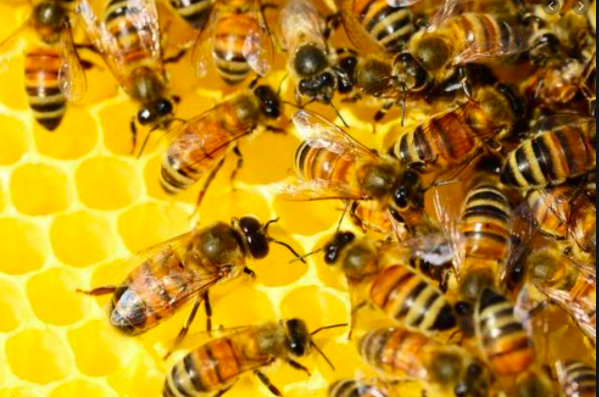 BeeKeeping in India- Everything that you should know