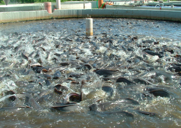 Fish farming profitability- Can fish farming be profitable?