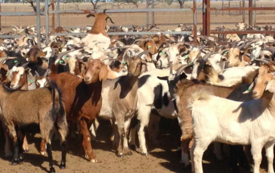 Goat Farming – Getting Started with the Basics