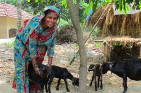 Goat Farming – Getting Started with the Basics