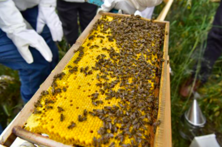 7 Reasons why you should consider Bee Keeping