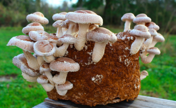 6 Simple Steps towards Commercial Mushroom Cultivation in India