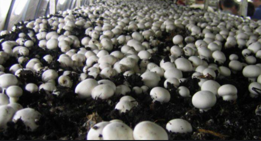6 Simple Steps towards Commercial Mushroom Cultivation in India