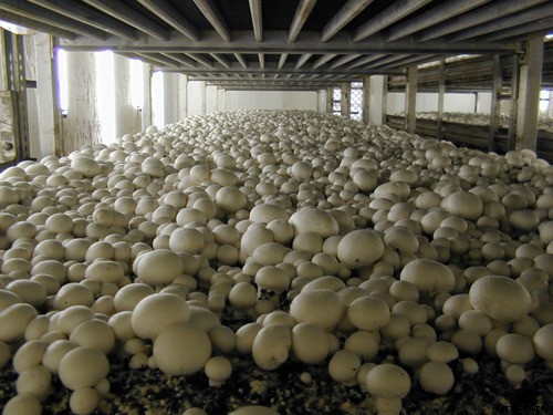 Everything about Mushroom farming in India that you must know