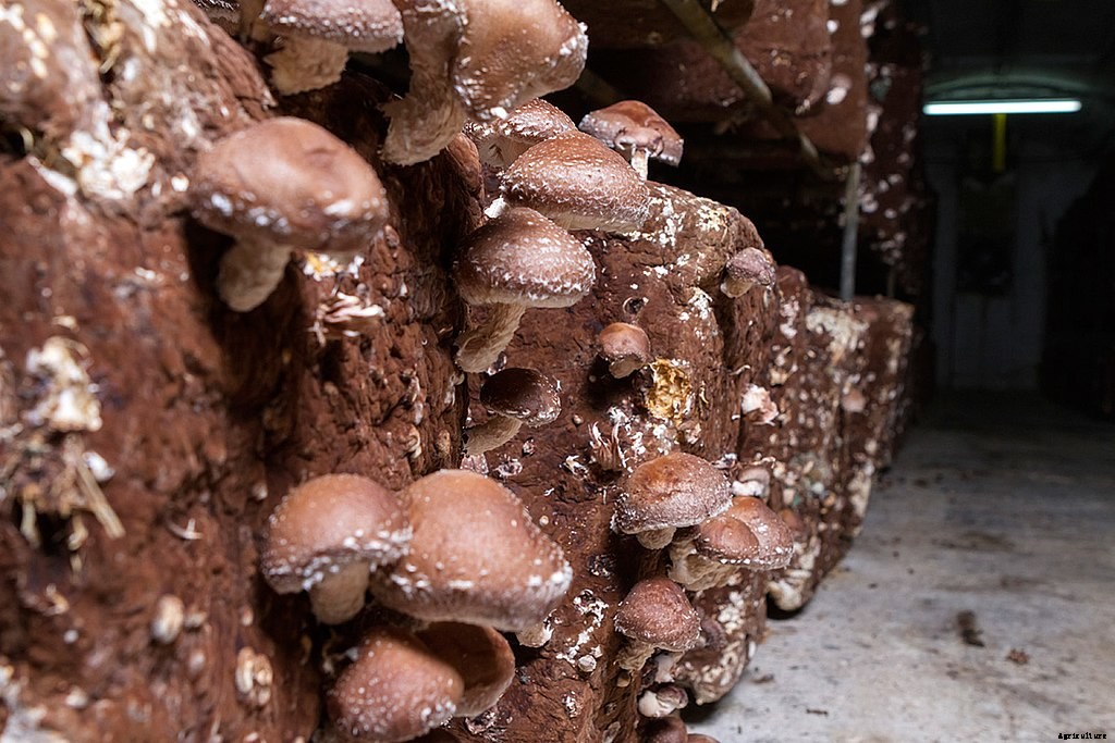 Everything about Mushroom farming in India that you must know