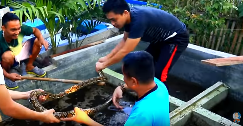 See what we have Found while Checking the Backyard Fish Farm