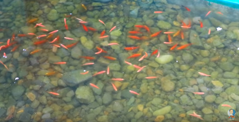 See what we have Found while Checking the Backyard Fish Farm