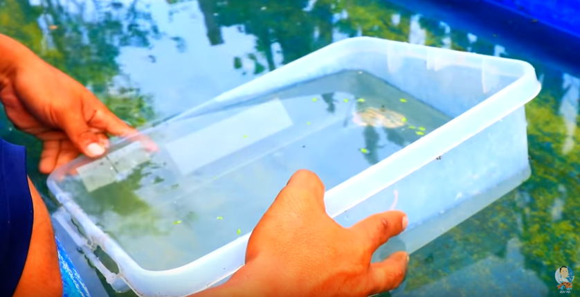 See what we have Found while Checking the Backyard Fish Farm