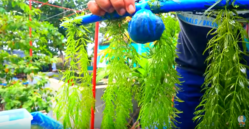 See what we have Found while Checking the Backyard Fish Farm