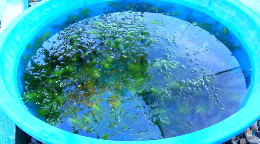 Major Improvements and Latest Update in the Backyard Fish Farm