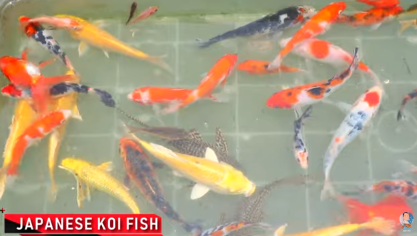 Major Improvements and Latest Update in the Backyard Fish Farm