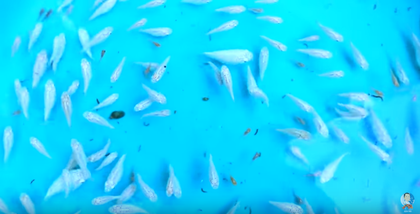 Major Improvements and Latest Update in the Backyard Fish Farm