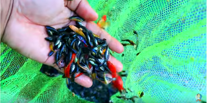 Major Improvements and Latest Update in the Backyard Fish Farm