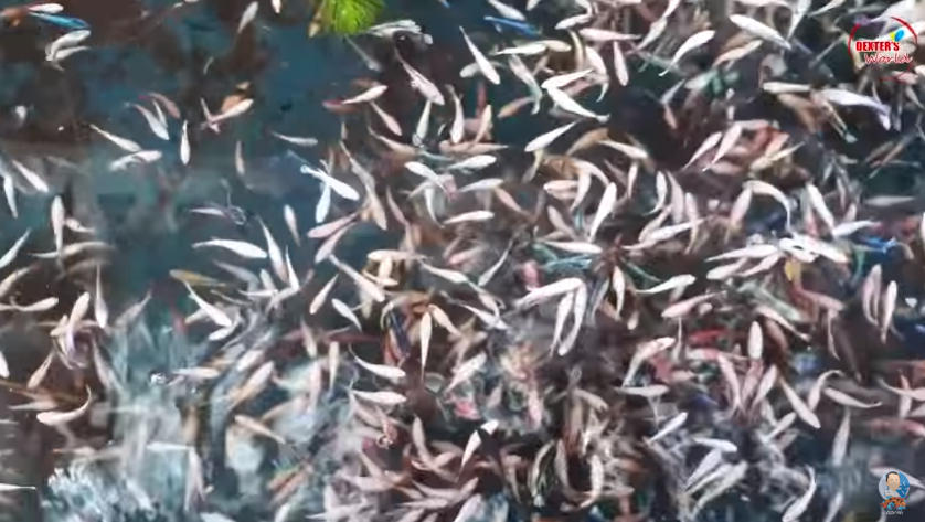 Basic Knowledge if You Want to Enjoy Your Betta Fish for a Longer Time