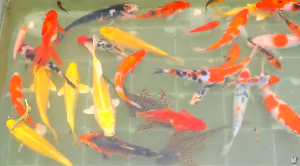 Keeping High Quality Koi Fish for Breeding Purposes