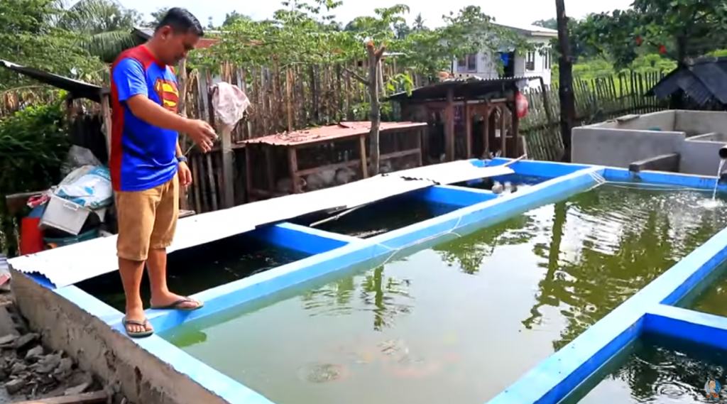 Keeping High Quality Koi Fish for Breeding Purposes