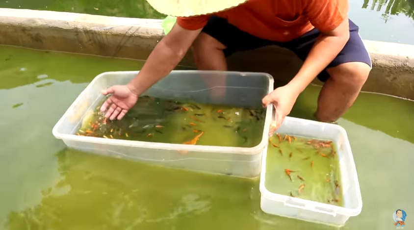 Choosing the Best Breeder Mollies