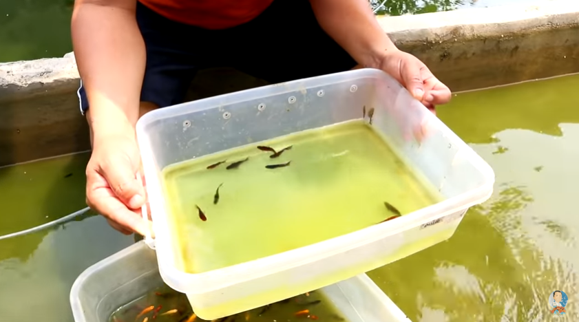 Choosing the Best Breeder Mollies