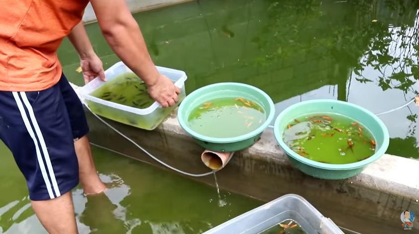 Choosing the Best Breeder Mollies