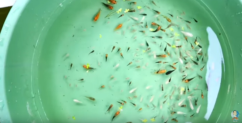 Basics in Reproducing Balloon Molly