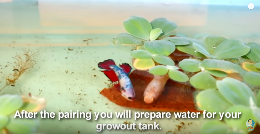 A Visit to a Betta Fish Farm Plus some Tips to Successful Breeding