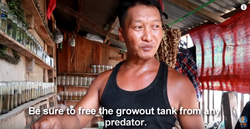 A Visit to a Betta Fish Farm Plus some Tips to Successful Breeding