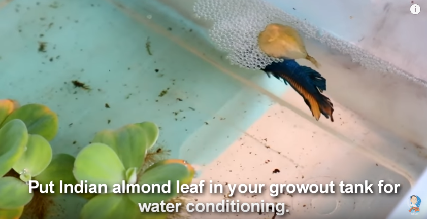 A Visit to a Betta Fish Farm Plus some Tips to Successful Breeding