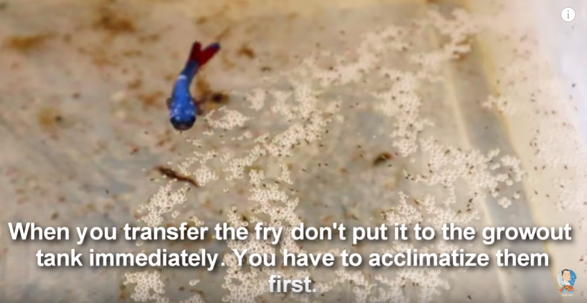 A Visit to a Betta Fish Farm Plus some Tips to Successful Breeding