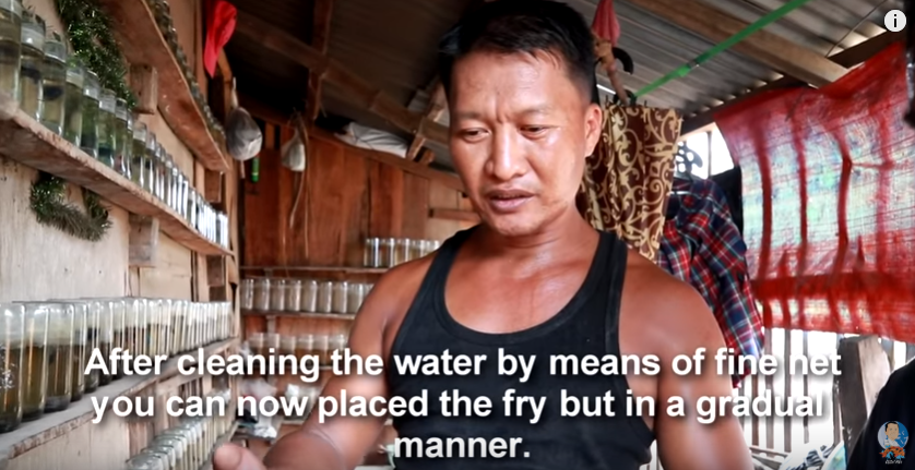 A Visit to a Betta Fish Farm Plus some Tips to Successful Breeding