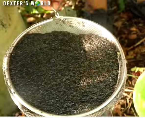 Culturing an Alternative Fish Food, No Money Spent