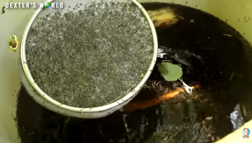 Culturing an Alternative Fish Food, No Money Spent