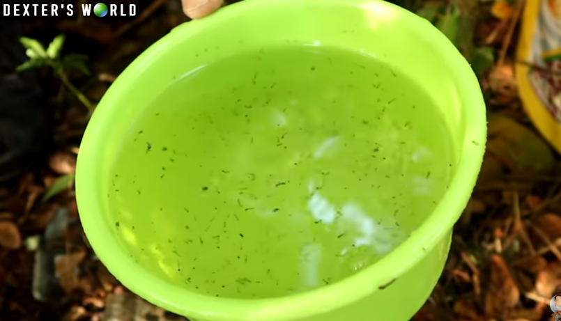 Culturing an Alternative Fish Food, No Money Spent