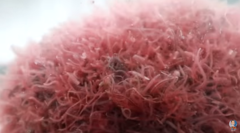 Fish Foods and Diet to Grow Fish Faster Revealed