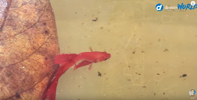 Feeding Betta Fish the Right Way