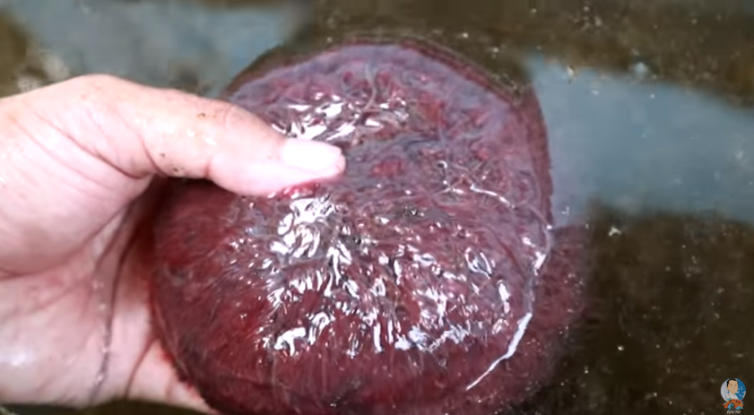 Fish Foods and Diet to Grow Fish Faster Revealed