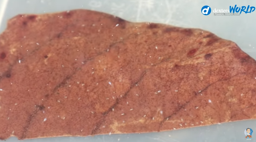 Feeding Betta Fish the Right Way