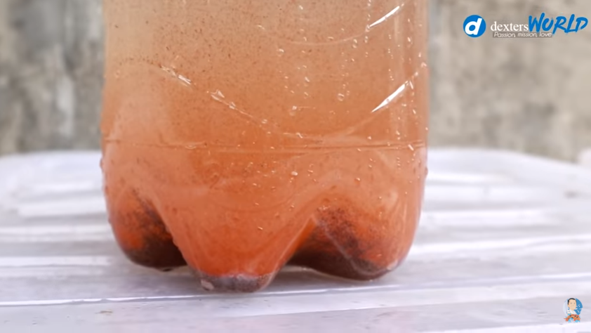 Feeding Betta Fish the Right Way